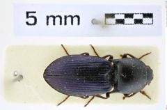 Foto (Dorsalansicht) von Selatosomus ampliformis (Reitter, 1910) (NHMW-ZOO-COL-0008392)
